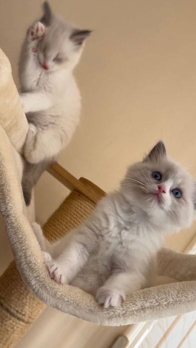 Котка Регдол / Рагдол / Ragdoll cat