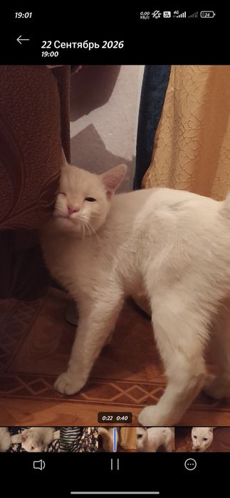 Нашли кота ,белый мальчик