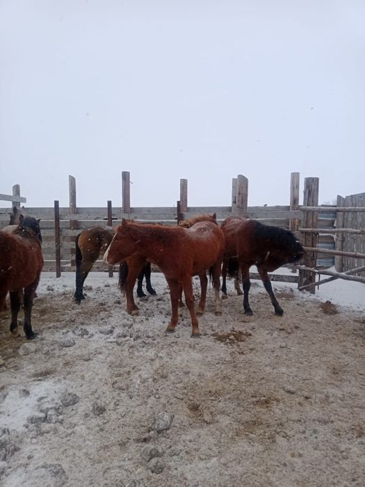 продам таев (девочки)