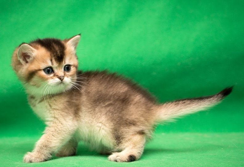 Шиншиллы Британские Бронь