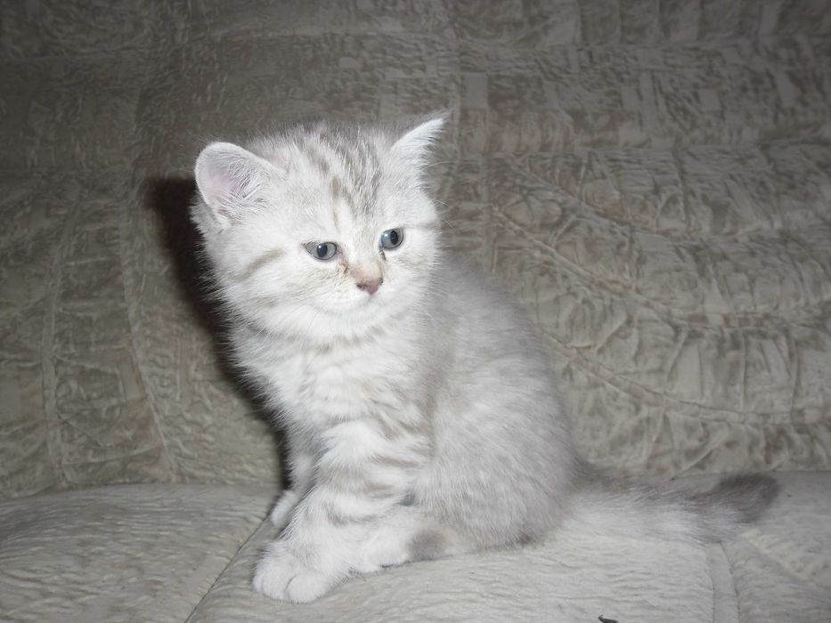 Британские котята.