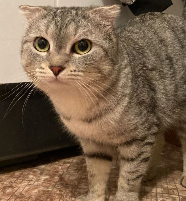 Вислоухий шотландский кот