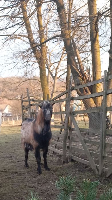 de vânzare tap alpin francez- vandut