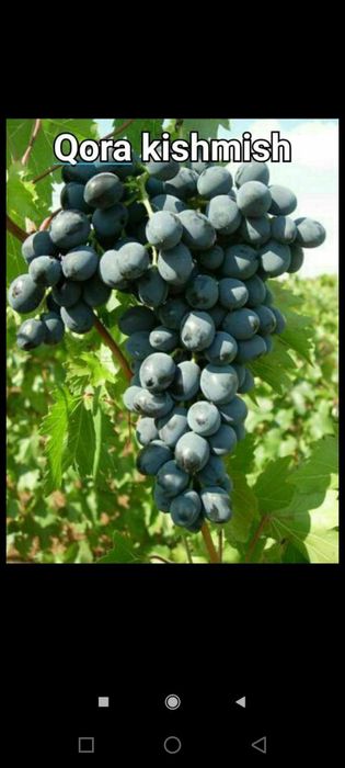 Мевали кучатлар оптим сотилади