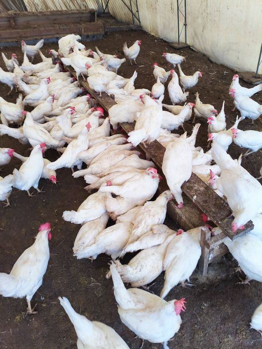 Продавам кокошки носачки