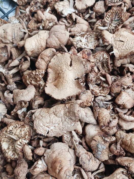 Суха манатарка и манатарка на прах, булка, челадинка, пачи крак