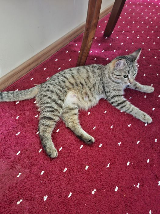 Mushuk hadyaga beriladi