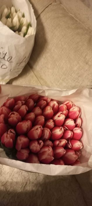 Продаю тюльпаны!!!