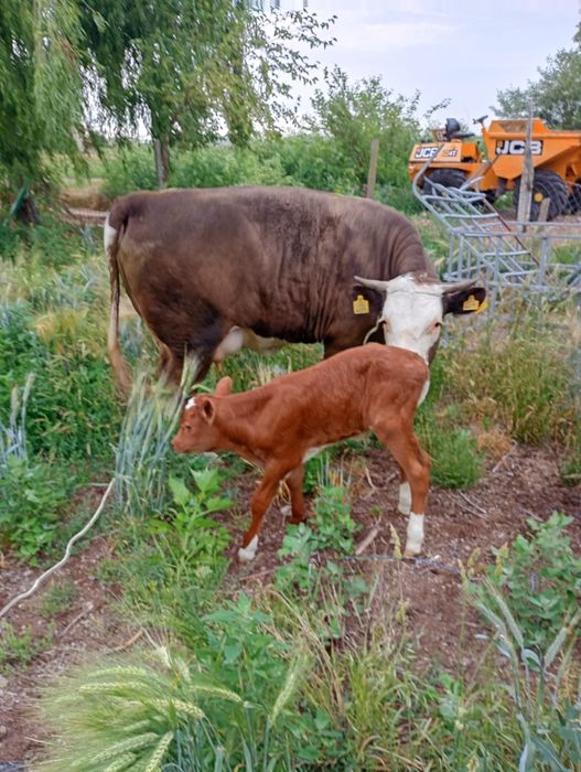 Vaca  la prima fatare de vanzare