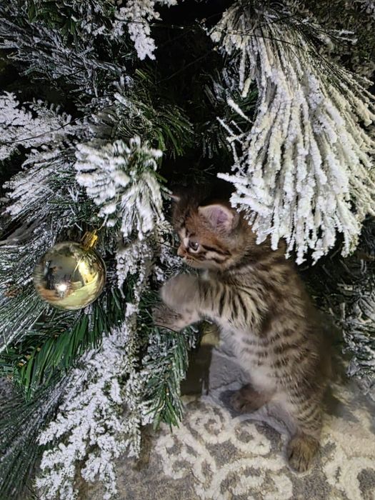 Британский котенок