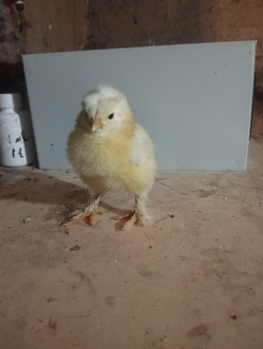 Bramma joʻjalar sotiladi