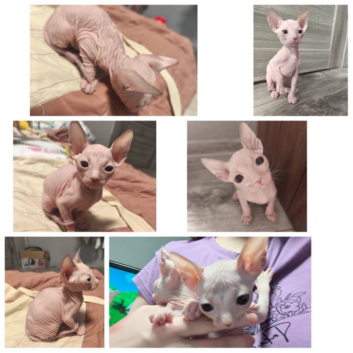 Малыши донского сфинкса