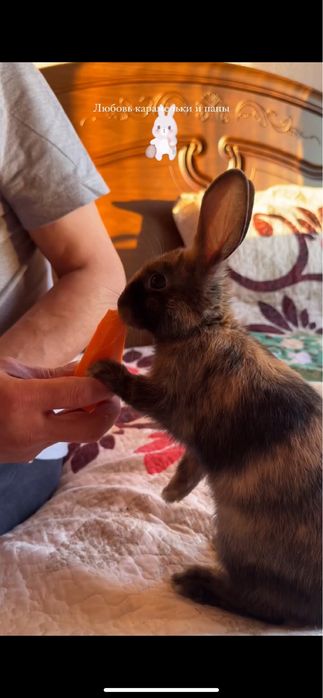 Карликовый Кролик