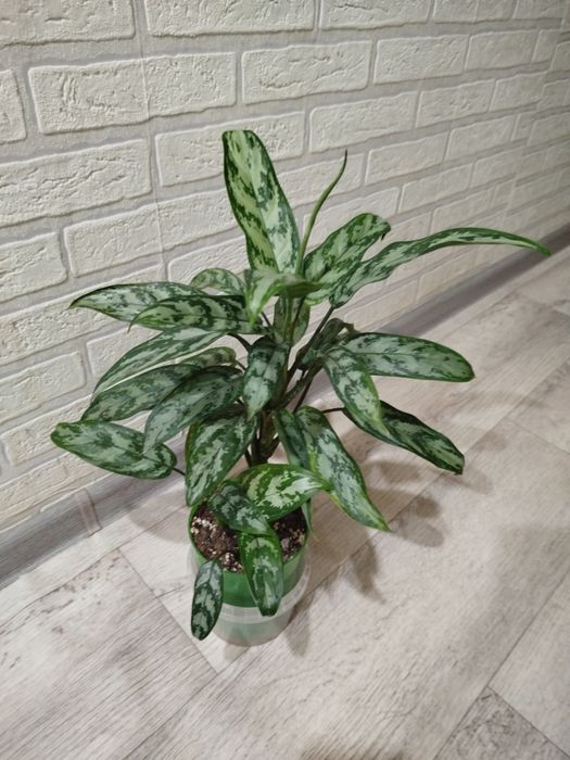 Продам цветок Аглонема