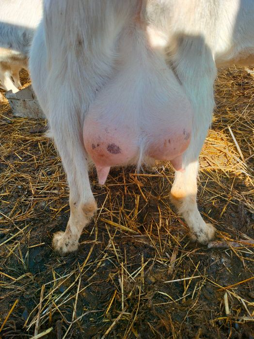 Vând ieduțe Saanen