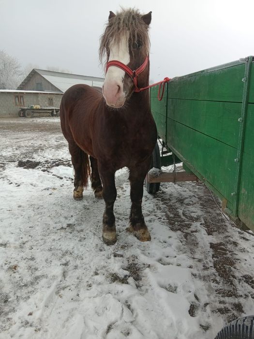 Vând armăsar de 4 ani