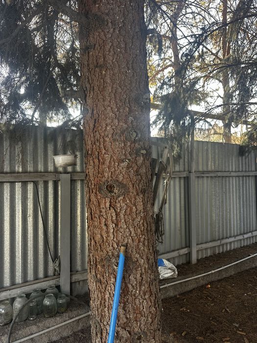 Отдам бесплатно Голубую ель