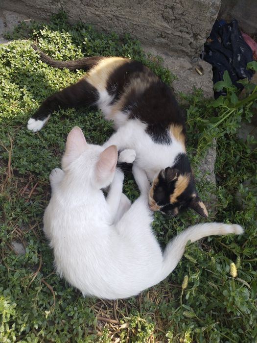 Отдам даром кошечку