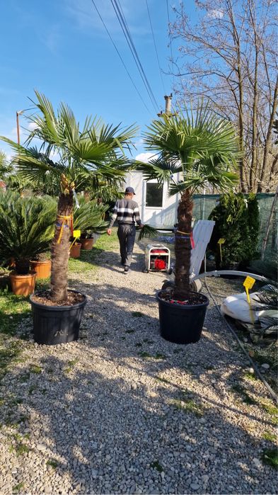 Palmieri rezistenti la minus 18-20grade