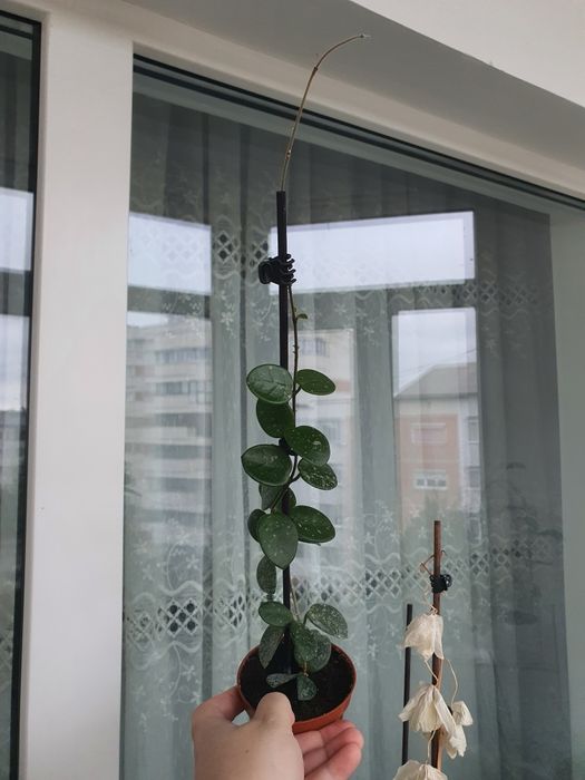 Hoya mathilde, floarea de ceara