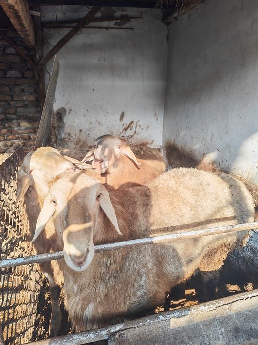 Эхсон, акика ва маросимлар учун тайëр ку́чкорлар сотилади.