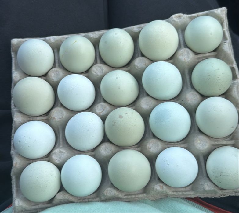 Vand oua de incubat din mai multe rase