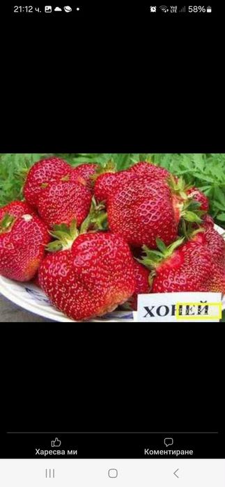 Продавам расад ягоди и малини