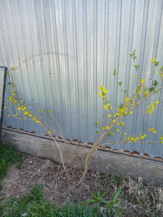 Туя можжевельник