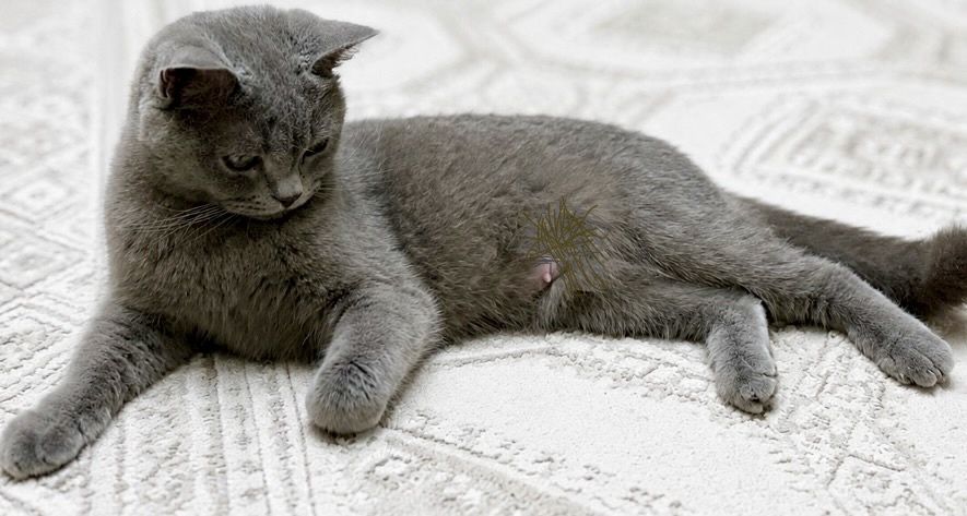 Scottish Fold mushukchalar