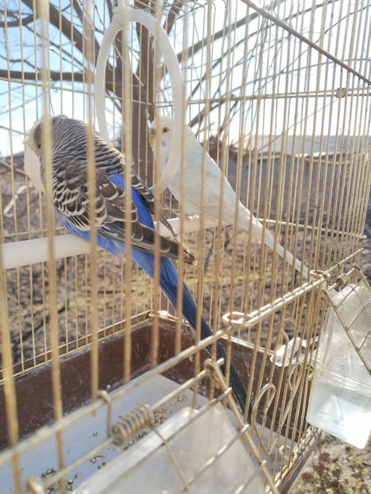 Qush, qafas,alohida idishda donlari bilan sotiladi