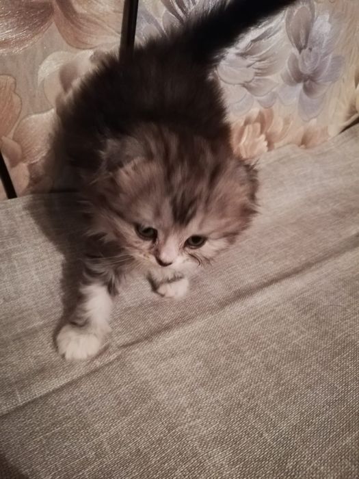 Котенок мальчик, вислаушка