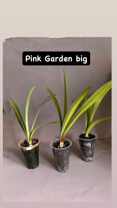 Амариллис Гипераструм РАСПРОДАЖА