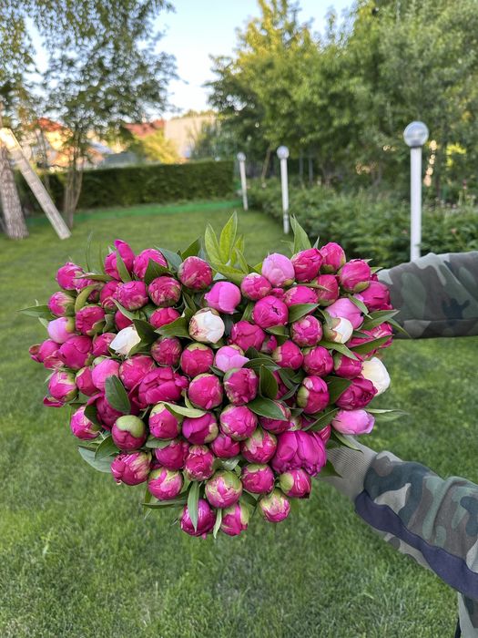 Продам корни пиона