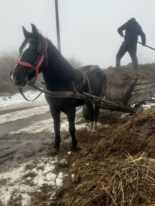 Vand iapa bună de ham blândă de 8 ani