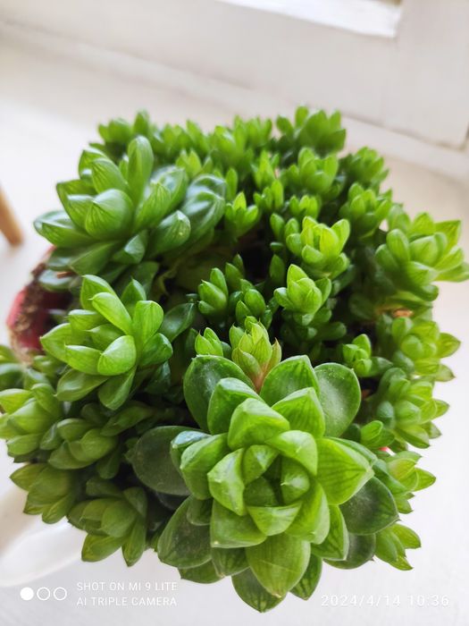 Продам укорененные сукуленты