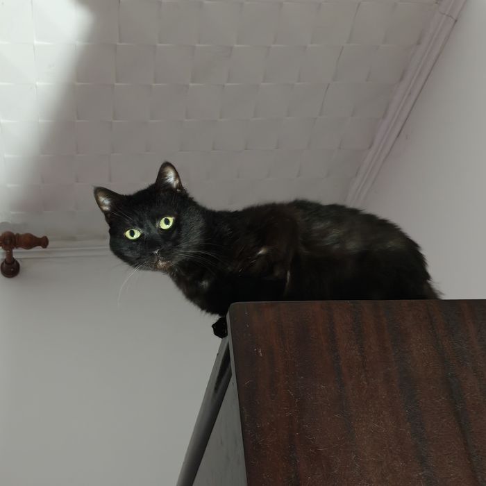 URGENT! Donez Motan Rămas Fără Stăpân În Căutare De O Persoană Serioasă Și Afectivă