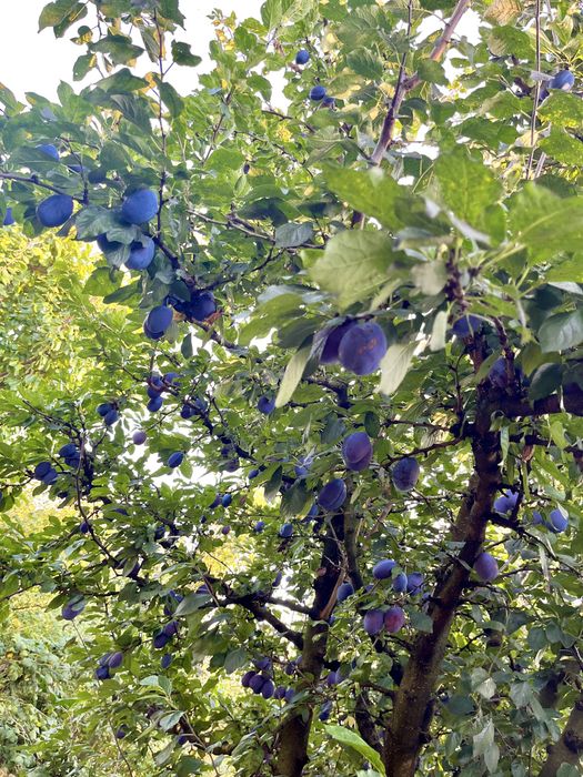 Prune de vânzare - Anașpet și stanley