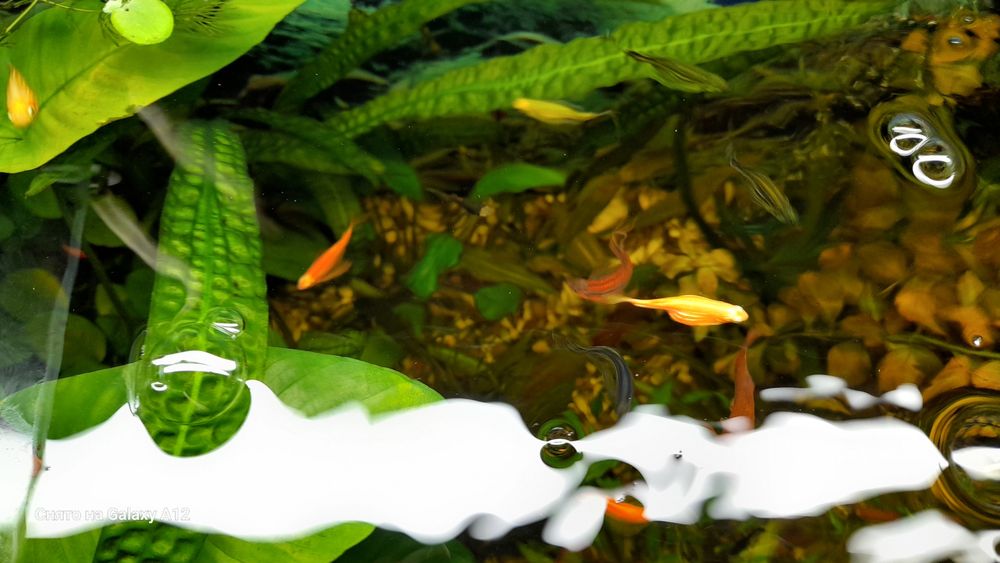 Данио рыбки продаются.