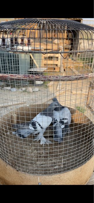 Голуби сизые пискуны