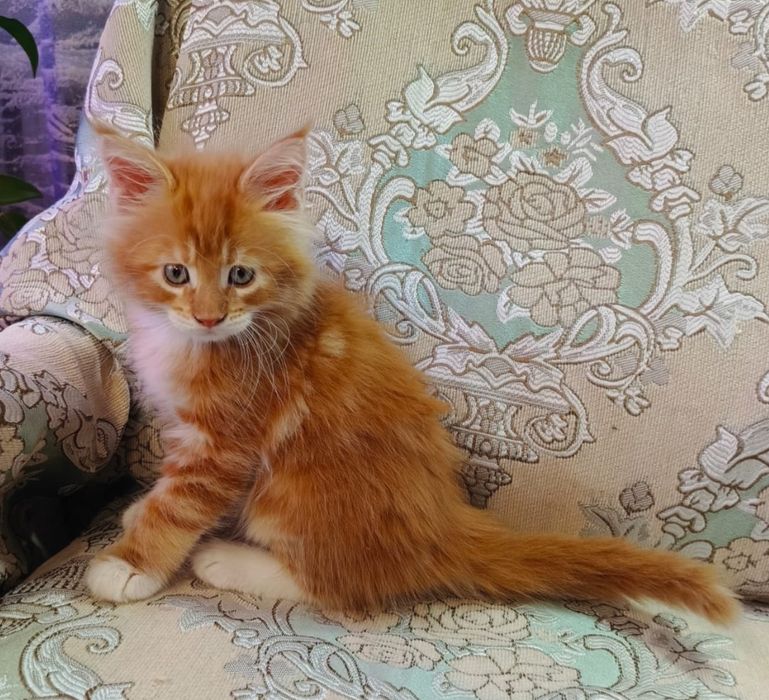 Котята породы Мейн Кун
