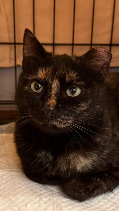 Adoptie pisica tortoishell Hera