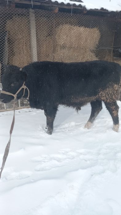 Бұзаулы сиыр сатылады бұзауы еркек