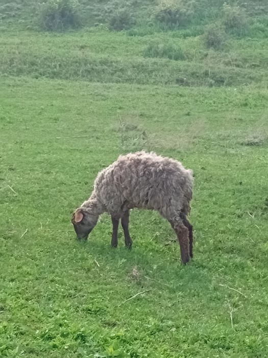 Продам кой баран