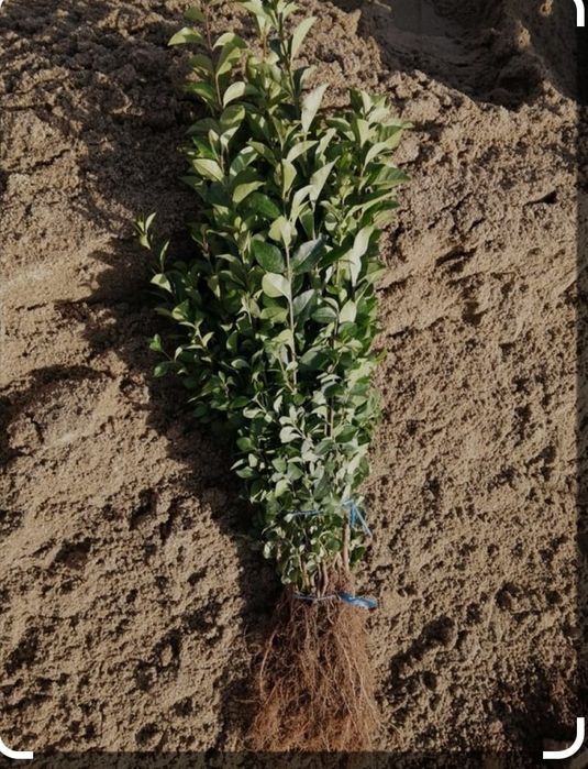 Vând gard viu lemn cainesc