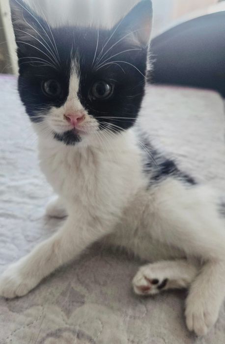 Отдам Котят  в добрые руки