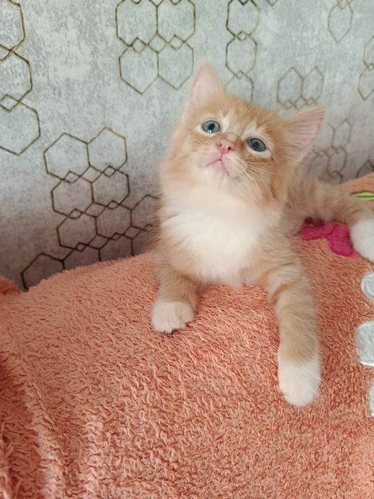 Котята кошки в добрые руки