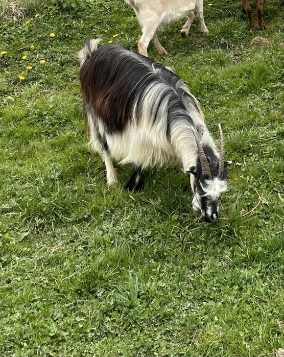 Vand doua capre carpatine