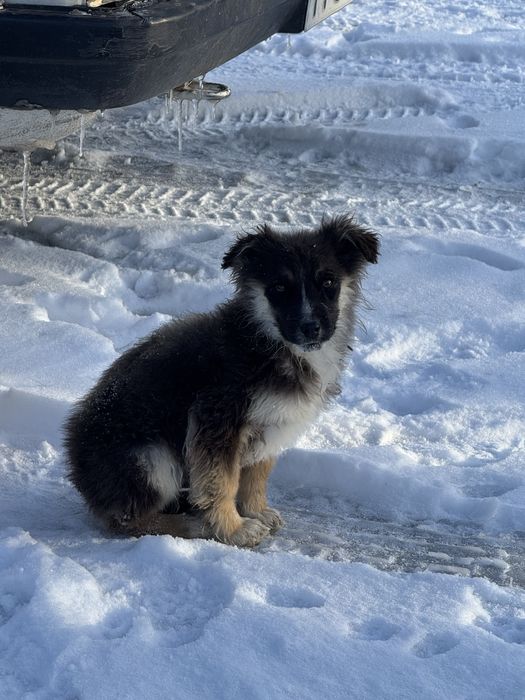 Отдам щенят хороших