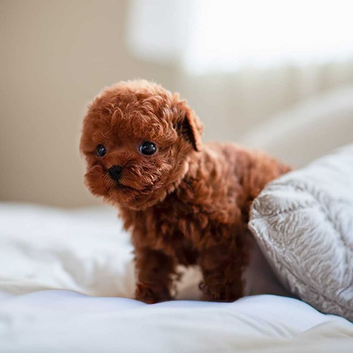 Toy Poodel Mini Red / Pedigree FCI