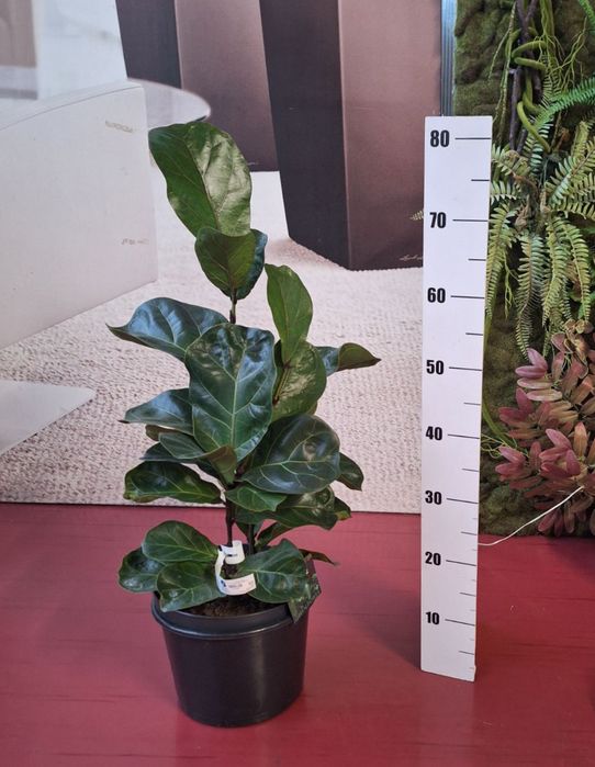 Цветя --Фикус лирата бамбино